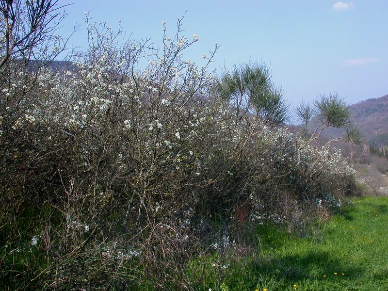 Piccola escursione (Calocybe gambosa)